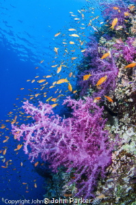 Soft Corals and Anthias at Shark Reef Ras Mohammed by John Parker 